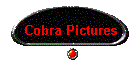 Cobra Pictures